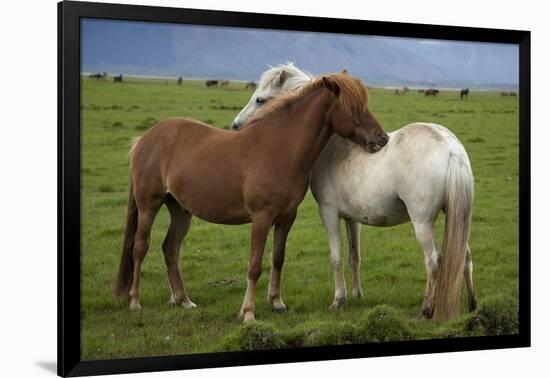 Iceland, Icelandic Horses-Hollice Looney-Framed Photographic Print