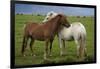 Iceland, Icelandic Horses-Hollice Looney-Framed Photographic Print