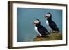 Iceland, Ingolfshofdi, Pair of Atlantic Puffins on Grass Covered Cliff, 2022 (Photo)-Sisse Brimberg-Framed Giclee Print
