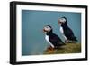 Iceland, Ingolfshofdi, Pair of Atlantic Puffins on Grass Covered Cliff, 2022 (Photo)-Sisse Brimberg-Framed Giclee Print