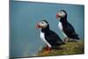 Iceland, Ingolfshofdi, Pair of Atlantic Puffins on Grass Covered Cliff, 2022 (Photo)-Sisse Brimberg-Mounted Giclee Print