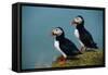 Iceland, Ingolfshofdi, Pair of Atlantic Puffins on Grass Covered Cliff, 2022 (Photo)-Sisse Brimberg-Framed Stretched Canvas