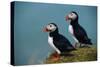 Iceland, Ingolfshofdi, Pair of Atlantic Puffins on Grass Covered Cliff, 2022 (Photo)-Sisse Brimberg-Stretched Canvas