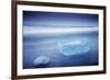 Iceland, Jokulsarlon. Frozen Icebergs Washed Up on the Black Beach at Jokulsarlon.-Katie Garrod-Framed Photographic Print