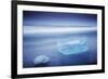 Iceland, Jokulsarlon. Frozen Icebergs Washed Up on the Black Beach at Jokulsarlon.-Katie Garrod-Framed Photographic Print