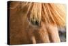 Iceland, Lake Myvatn, Forelock of the Icelandic horse.-Ellen Goff-Stretched Canvas