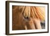 Iceland, Lake Myvatn, Forelock of the Icelandic horse.-Ellen Goff-Framed Photographic Print