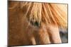 Iceland, Lake Myvatn, Forelock of the Icelandic horse.-Ellen Goff-Mounted Photographic Print