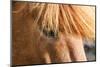 Iceland, Lake Myvatn, Forelock of the Icelandic horse.-Ellen Goff-Mounted Photographic Print