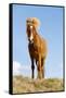 Iceland, Lake Myvatn, Icelandic horse. Portrait of an Icelandic horse.-Ellen Goff-Framed Stretched Canvas