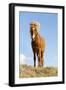 Iceland, Lake Myvatn, Icelandic horse. Portrait of an Icelandic horse.-Ellen Goff-Framed Photographic Print