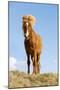 Iceland, Lake Myvatn, Icelandic horse. Portrait of an Icelandic horse.-Ellen Goff-Mounted Photographic Print