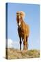 Iceland, Lake Myvatn, Icelandic horse. Portrait of an Icelandic horse.-Ellen Goff-Stretched Canvas