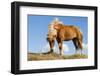 Iceland, Lake Myvatn, Icelandic horse. Portrait of an Icelandic horse.-Ellen Goff-Framed Photographic Print