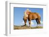 Iceland, Lake Myvatn, Icelandic horse. Portrait of an Icelandic horse.-Ellen Goff-Framed Photographic Print