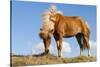 Iceland, Lake Myvatn, Icelandic horse. Portrait of an Icelandic horse.-Ellen Goff-Stretched Canvas