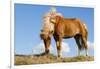 Iceland, Lake Myvatn, Icelandic horse. Portrait of an Icelandic horse.-Ellen Goff-Framed Photographic Print