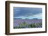 Iceland, Nature, View Direction Iceland, Dyrholaey, Lupin Field-Catharina Lux-Framed Photographic Print