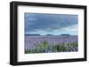 Iceland, Nature, View Direction Iceland, Dyrholaey, Lupin Field-Catharina Lux-Framed Photographic Print