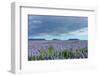 Iceland, Nature, View Direction Iceland, Dyrholaey, Lupin Field-Catharina Lux-Framed Photographic Print