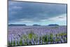 Iceland, Nature, View Direction Iceland, Dyrholaey, Lupin Field-Catharina Lux-Mounted Photographic Print