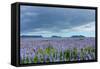 Iceland, Nature, View Direction Iceland, Dyrholaey, Lupin Field-Catharina Lux-Framed Stretched Canvas