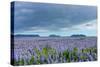 Iceland, Nature, View Direction Iceland, Dyrholaey, Lupin Field-Catharina Lux-Stretched Canvas