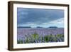 Iceland, Nature, View Direction Iceland, Dyrholaey, Lupin Field-Catharina Lux-Framed Photographic Print