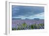 Iceland, Nature, View Direction Iceland, Dyrholaey, Lupin Field-Catharina Lux-Framed Photographic Print