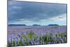 Iceland, Nature, View Direction Iceland, Dyrholaey, Lupin Field-Catharina Lux-Mounted Photographic Print