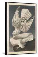 Iceland or Jer Falcon, 1837-John James Audubon-Framed Stretched Canvas