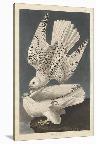 Iceland or Jer Falcon, 1837-John James Audubon-Stretched Canvas