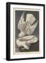Iceland or Jer Falcon, 1837-John James Audubon-Framed Premium Giclee Print