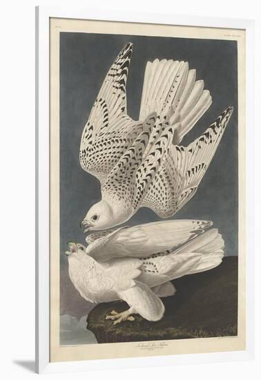 Iceland or Jer Falcon, 1837-John James Audubon-Framed Giclee Print