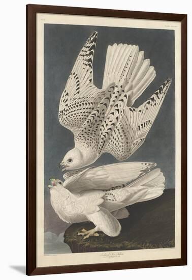 Iceland or Jer Falcon, 1837-John James Audubon-Framed Giclee Print