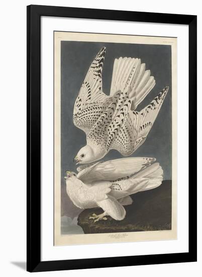 Iceland or Jer Falcon, 1837-John James Audubon-Framed Giclee Print