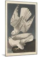 Iceland or Jer Falcon, 1837-John James Audubon-Mounted Giclee Print