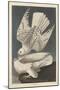 Iceland or Jer Falcon, 1837-John James Audubon-Mounted Giclee Print