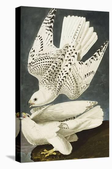 Iceland or Jer Falcon. Gyrfalcon (Falco Rustiocolis), from 'The Birds of America'-John James Audubon-Stretched Canvas