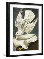 Iceland or Jer Falcon. Gyrfalcon (Falco Rustiocolis), from 'The Birds of America'-John James Audubon-Framed Giclee Print