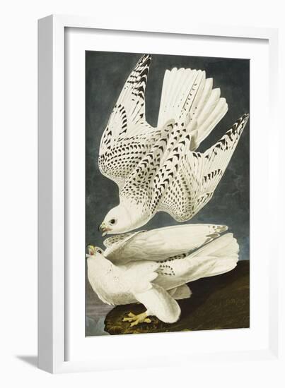 Iceland or Jer Falcon. Gyrfalcon (Falco Rustiocolis), from 'The Birds of America'-John James Audubon-Framed Giclee Print