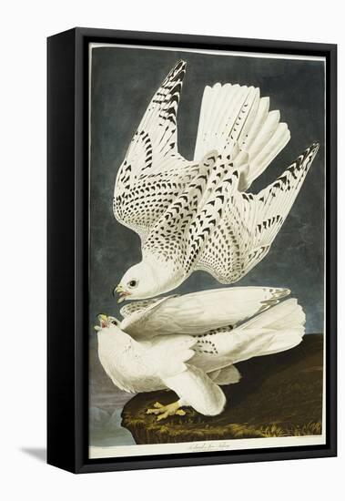 Iceland or Jer Falcon. Gyrfalcon-John James Audubon-Framed Stretched Canvas