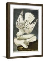 Iceland or Jer Falcon. Gyrfalcon-John James Audubon-Framed Giclee Print