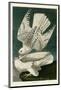 Iceland or Jer Falcon-John James Audubon-Mounted Art Print