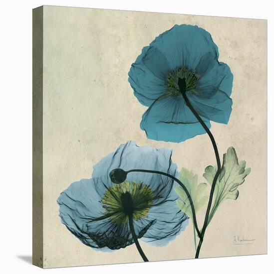 Iceland Poppy Duo-Albert Koetsier-Stretched Canvas