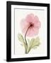 Iceland Poppy I-Steven N^ Meyers-Framed Art Print