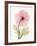 Iceland Poppy I-Steven N^ Meyers-Framed Art Print