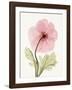 Iceland Poppy I-Steven N^ Meyers-Framed Art Print