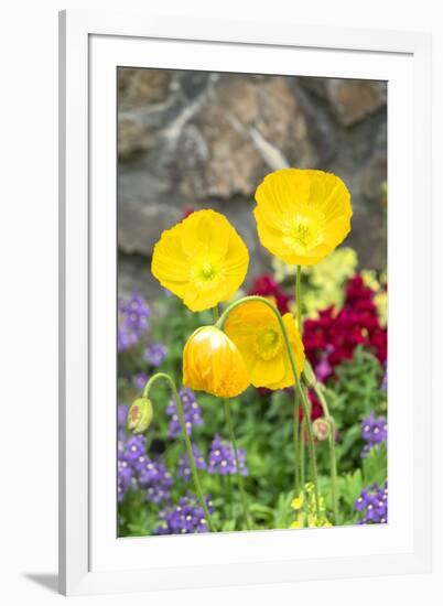 Iceland Poppy in a garden, Kennett Square, Pennsylvania, USA-Lisa S. Engelbrecht-Framed Premium Photographic Print