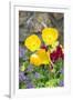 Iceland Poppy in a garden, Kennett Square, Pennsylvania, USA-Lisa S. Engelbrecht-Framed Premium Photographic Print